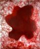 Opere 2005